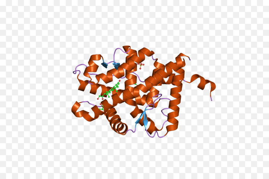 Estructura De La Proteína，Molécula PNG