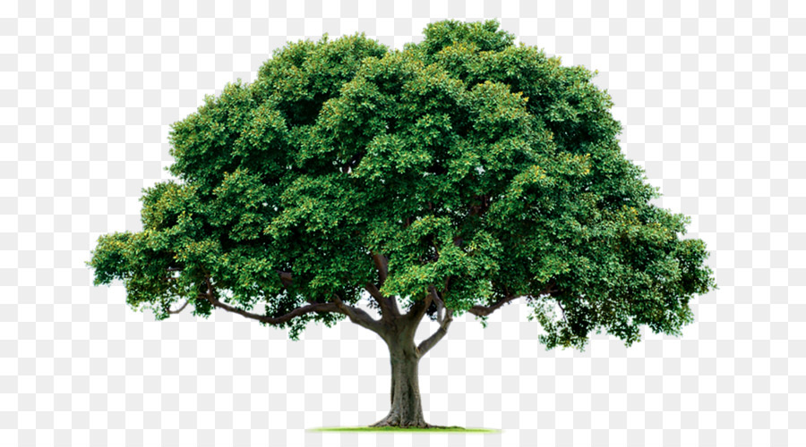 árbol Verde，Naturaleza PNG