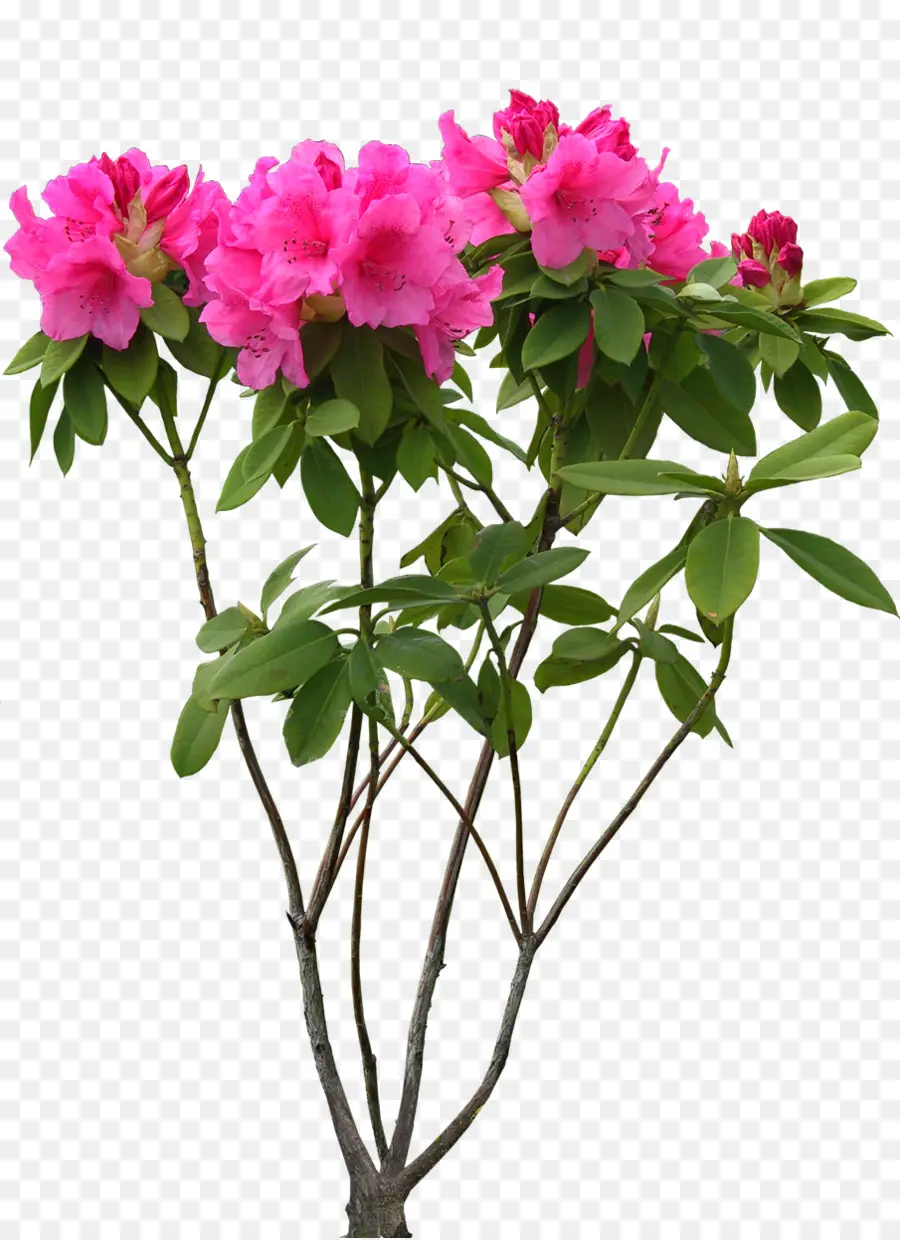 Flor，中国十大名花 PNG