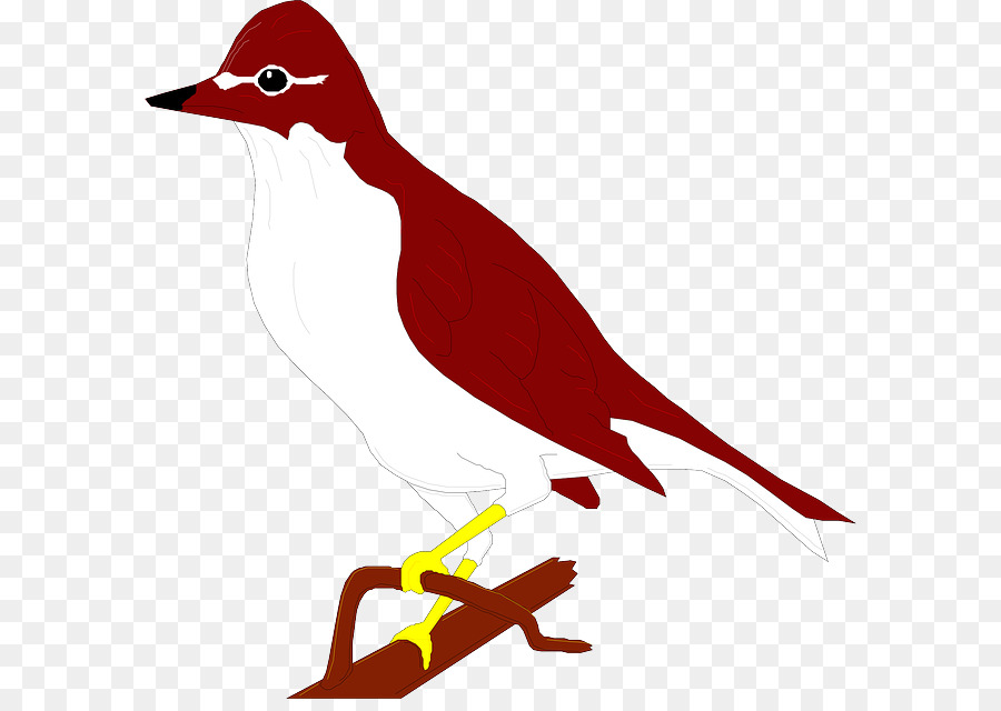 Pato，Tordo PNG