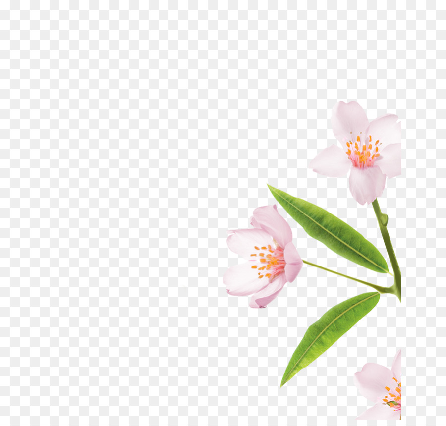 La Polilla De Las Orquídeas，Flor PNG