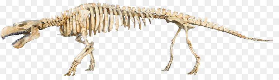 Eocene，Pezosiren PNG