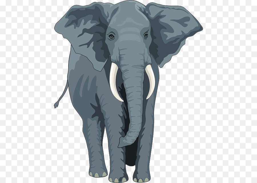 Elefante Asiático，El Elefante Africano PNG