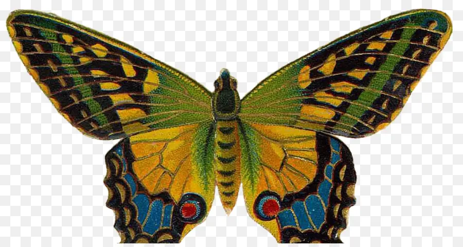 Mariposa，Arte PNG