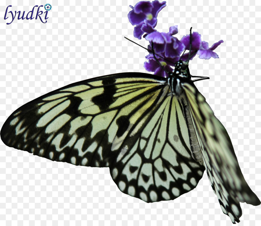 La Mariposa Monarca，Mariposa PNG