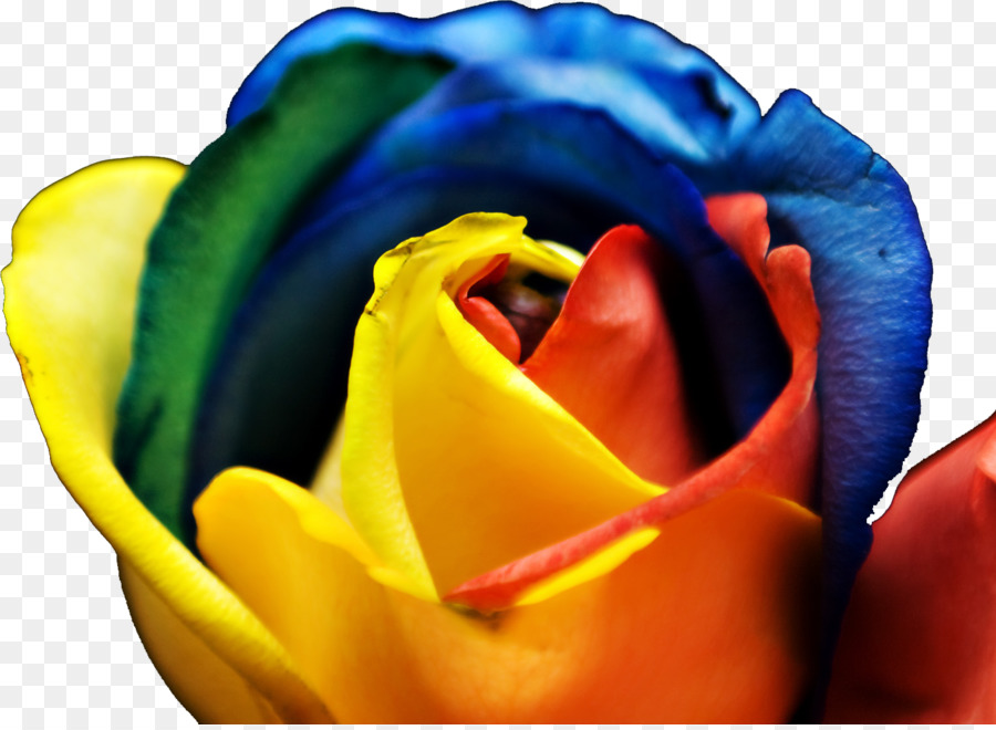 Rainbow Rose，Rosa PNG