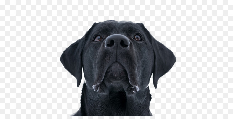 Perro，Mascota PNG