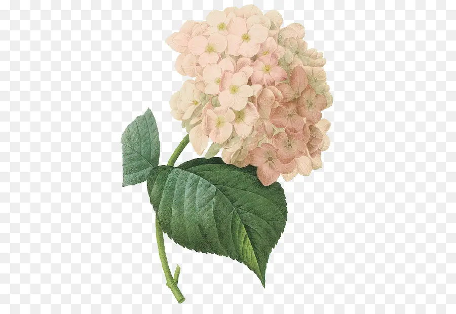 French Hydrangea，Ilustración Botánica PNG