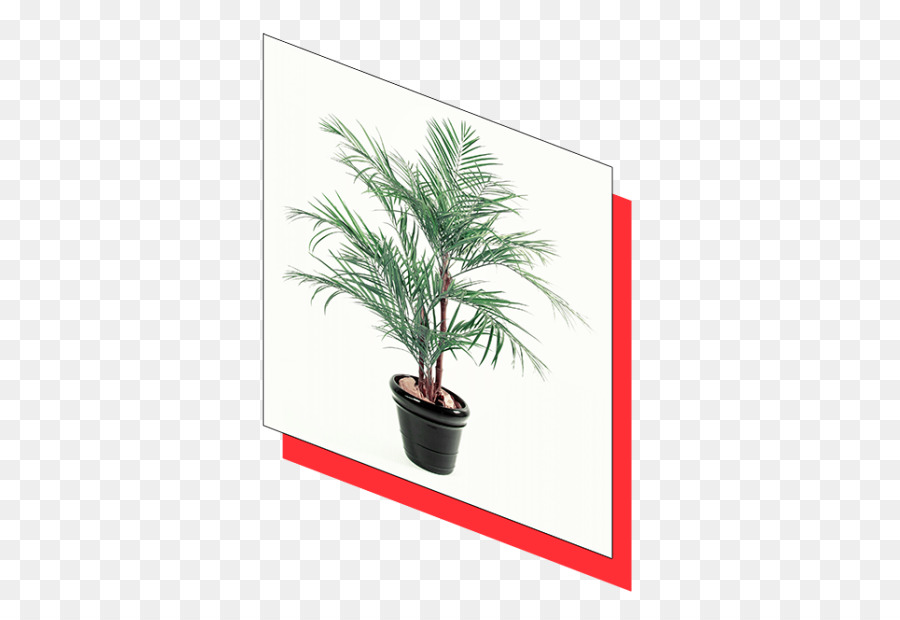 Fecha De La Palma，Areca Palm PNG