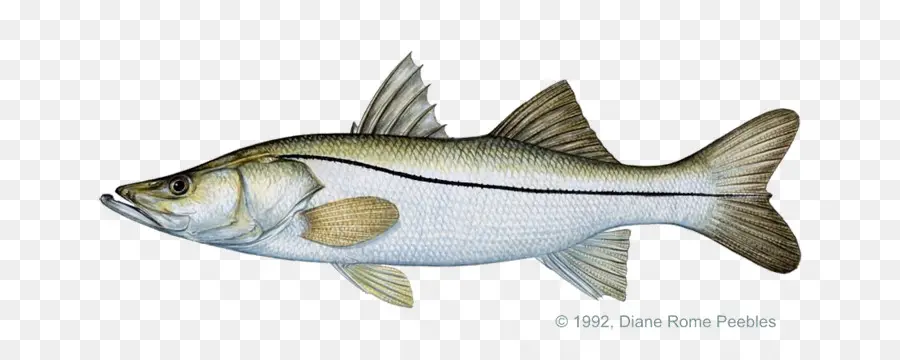 Común Snook，La Pesca PNG