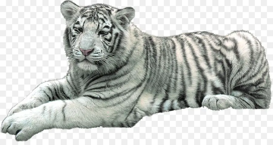 Tigre Blanco，Felino De Gran Tamaño PNG