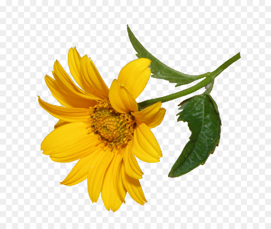 Girasol，Amarillo PNG