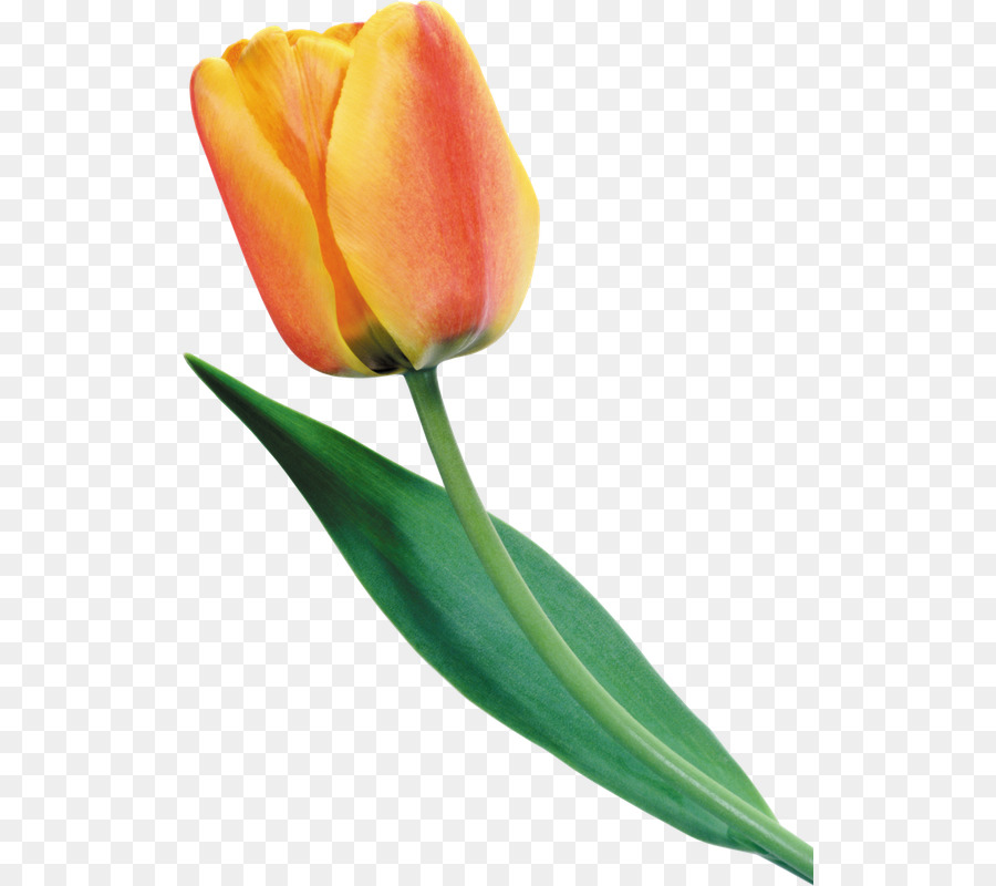 Tulipán，Planta PNG