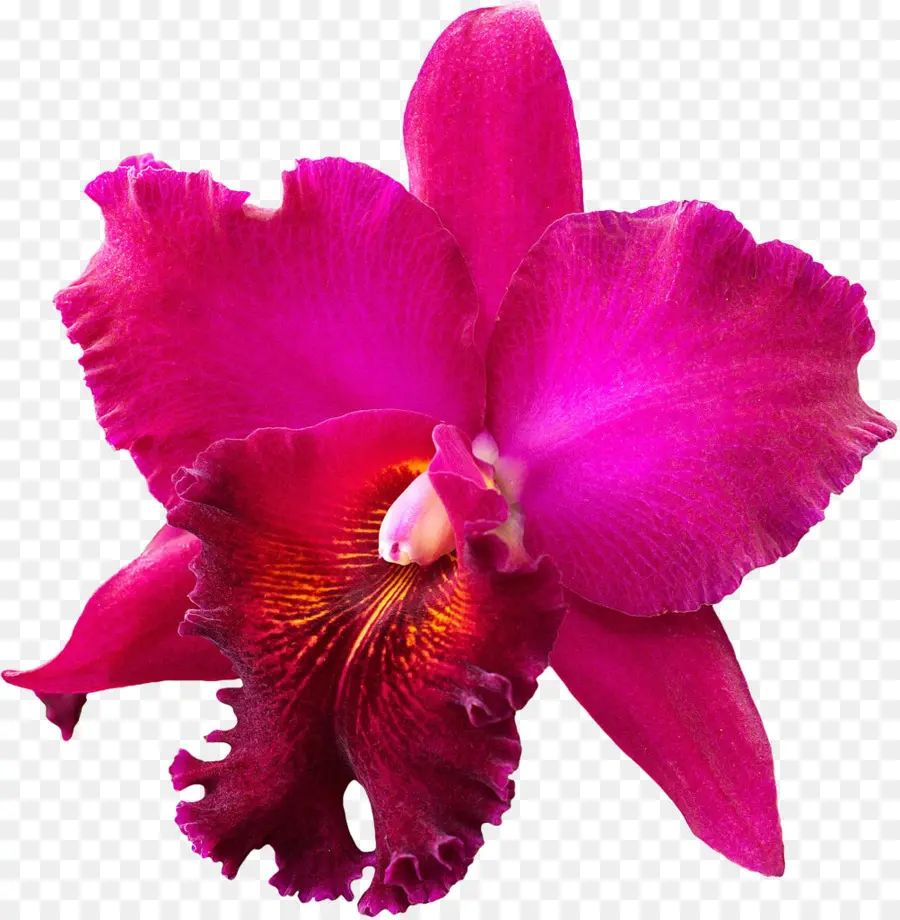 Crimson Cattleya，La Navidad De Orquídeas PNG