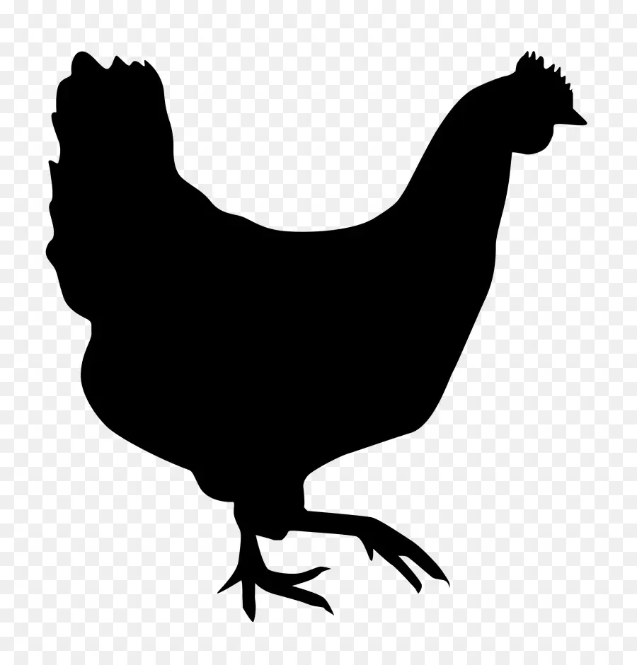 Rooster，Pollo PNG