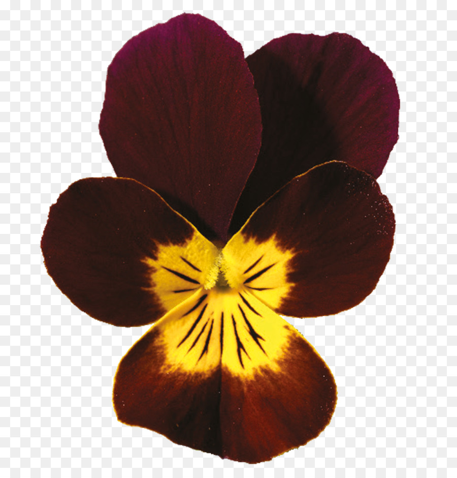 Pansy，Viola Cornuta PNG