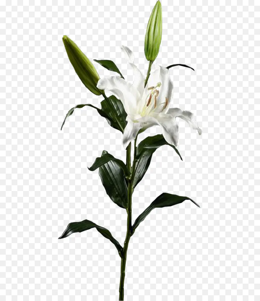 Lilio，Flor PNG