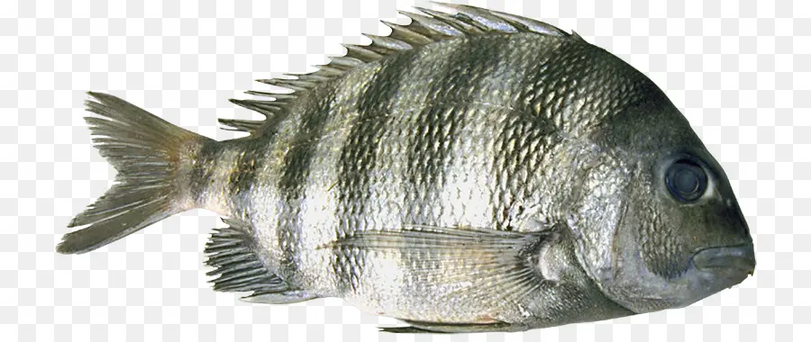 La Tilapia，Barramundi PNG