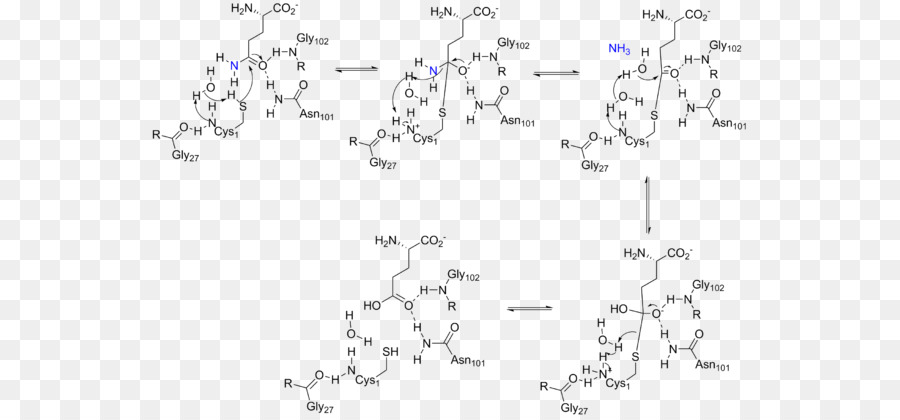 Amidophosphoribosyltransferase，La Glutamina Amidotransferasa PNG