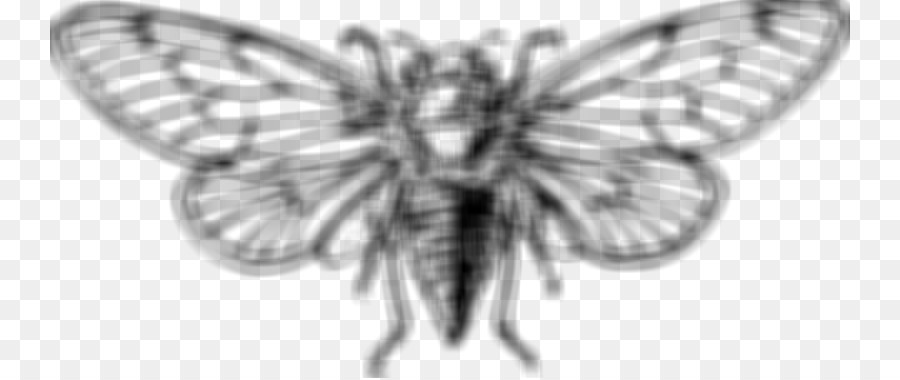 Cicadidae，Cicada 3301 PNG