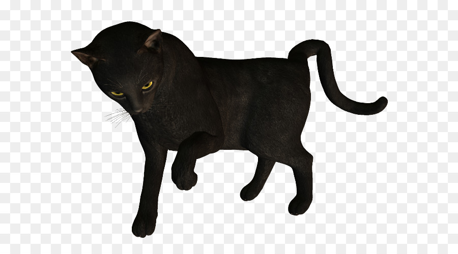 Gato Negro，Bombay Gato PNG