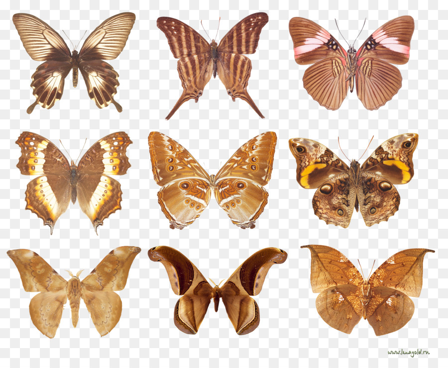 Mariposas Con Pincel，Polilla PNG