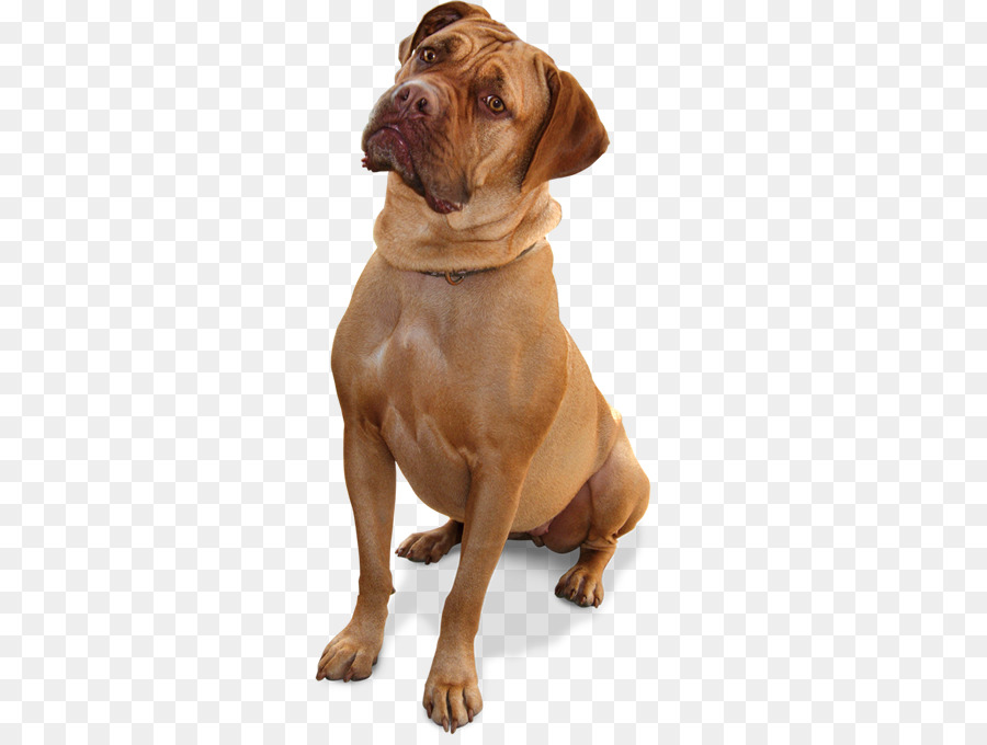 Perro Marrón，Mascota PNG