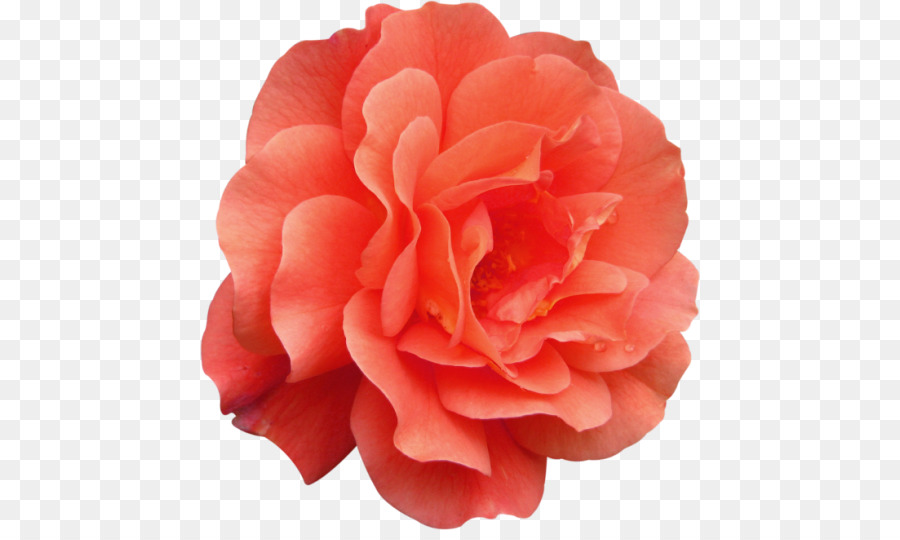 Rosa Rosa，Florecer PNG