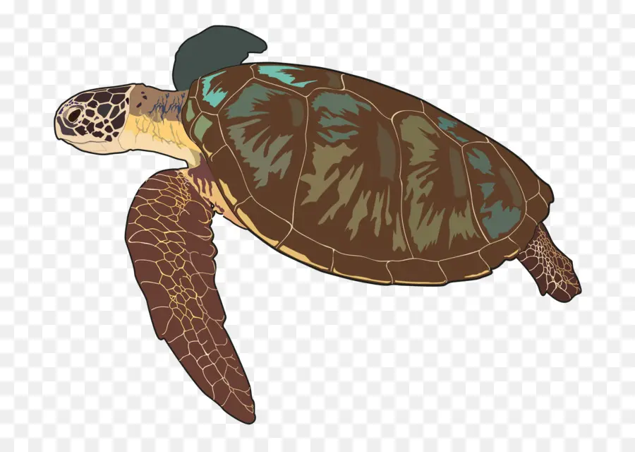 Tortuga Boba，Tortuga PNG