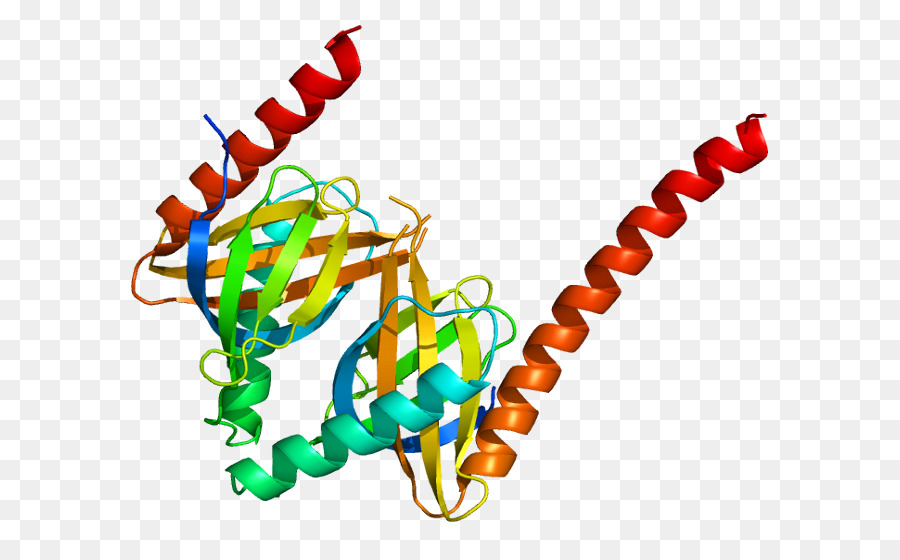 Appl1，La Proteína PNG