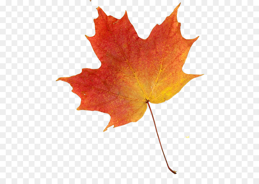 Hojas De Otoño，Caer PNG