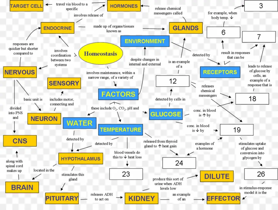 Homeostasis，Fisiología PNG