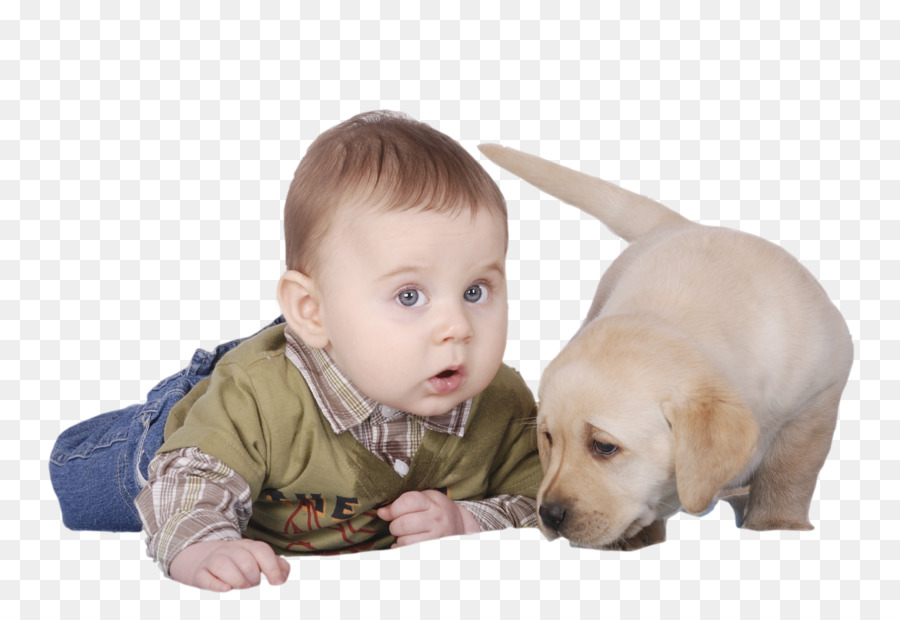 Cachorro，Maltés Perro PNG