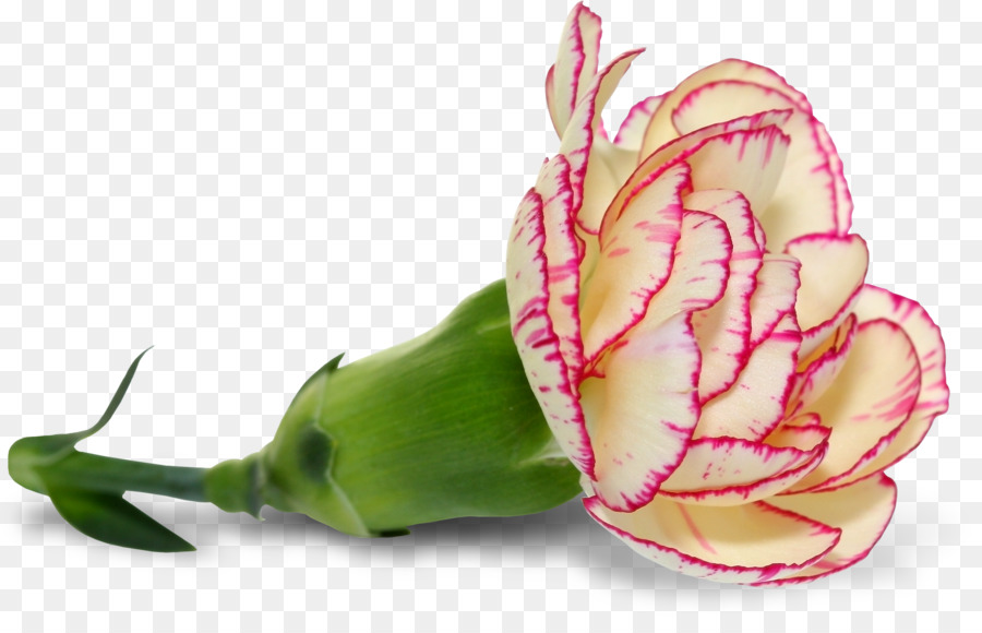 Rosa，Flor PNG