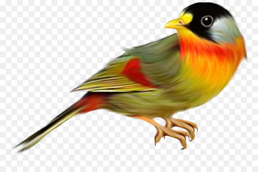 Pájaro Colorido，Plumas PNG