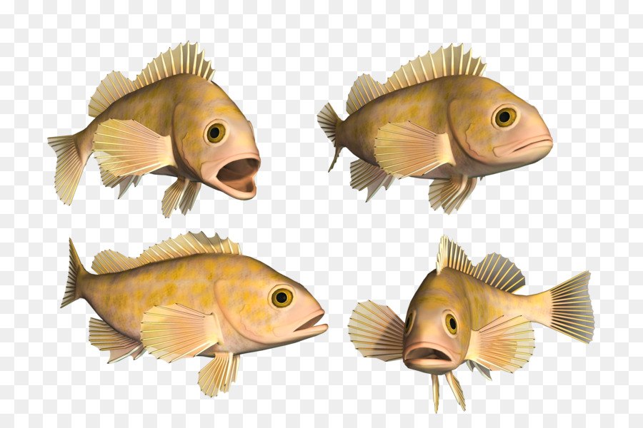 Los Peces óseos，Los Peces PNG