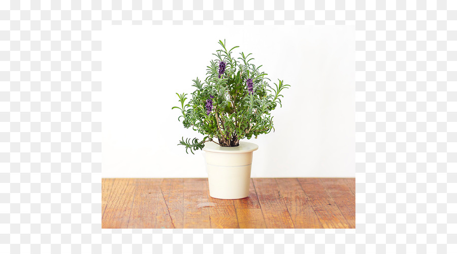 Inglés Lavanda，Planta PNG