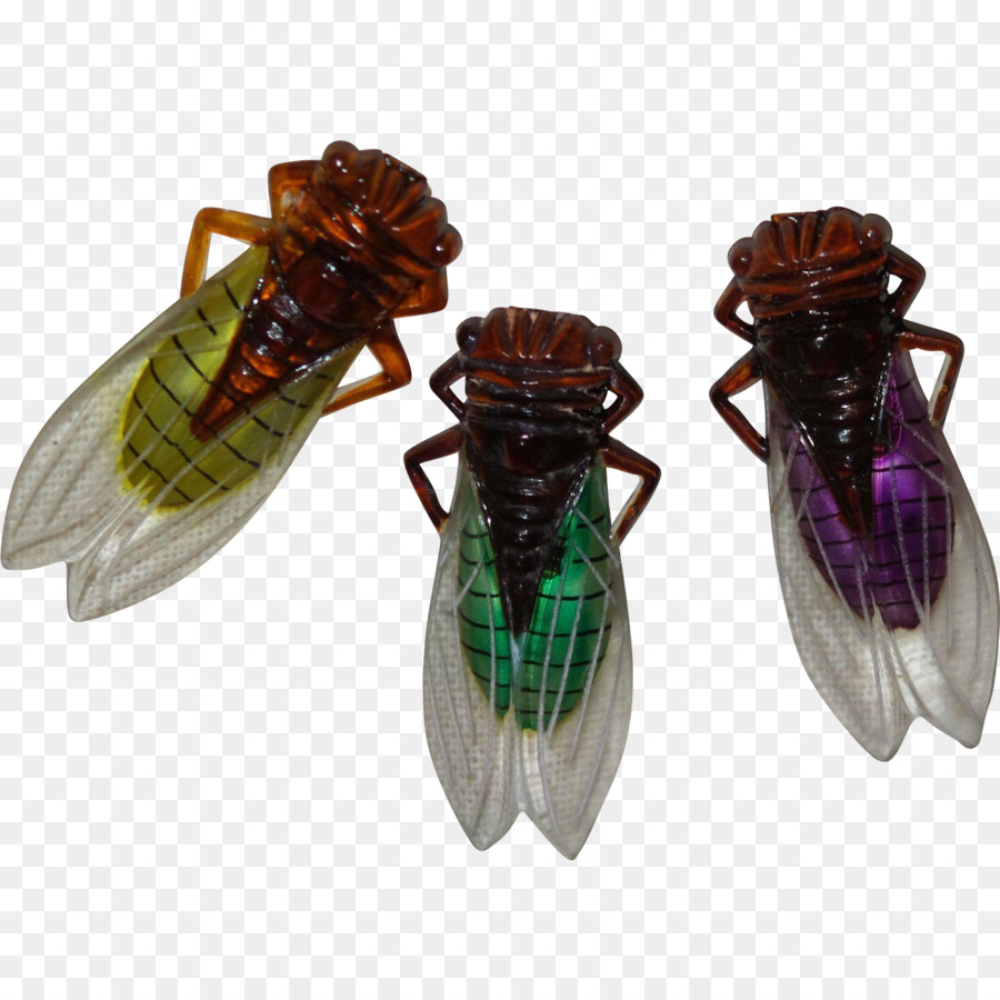 Los Insectos，Cicadoidea PNG