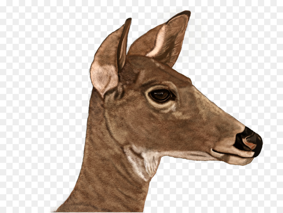 Whitetailed Ciervo，Los Ciervos PNG