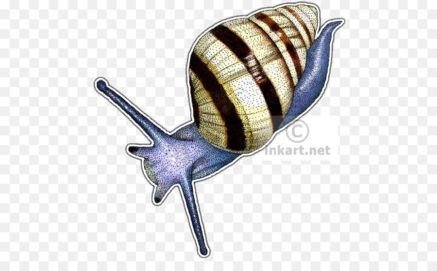 Caracol，Dibujo PNG