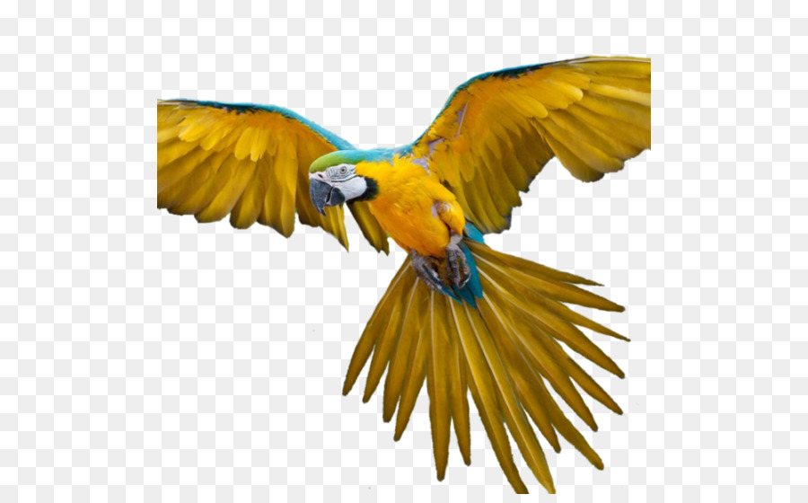 Loro Amarillo，Alas PNG