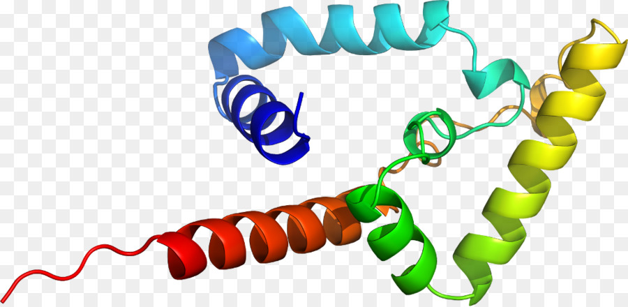 Parp1，El Cuerpo De La Joyería PNG