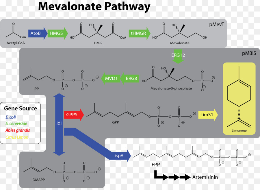 Vía Del Mevalonato，El Limoneno PNG