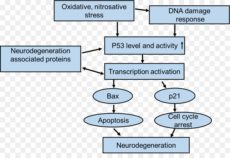 La Neurodegeneración，P53 PNG