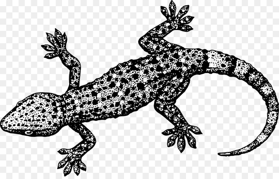 Lagarto，Balanza PNG