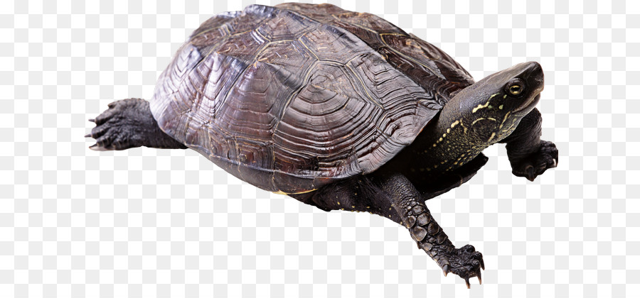 Tortuga，Caparazón De Tortuga PNG