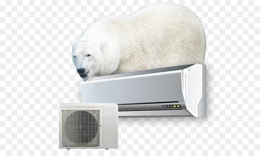 Oso Polar，Oso PNG