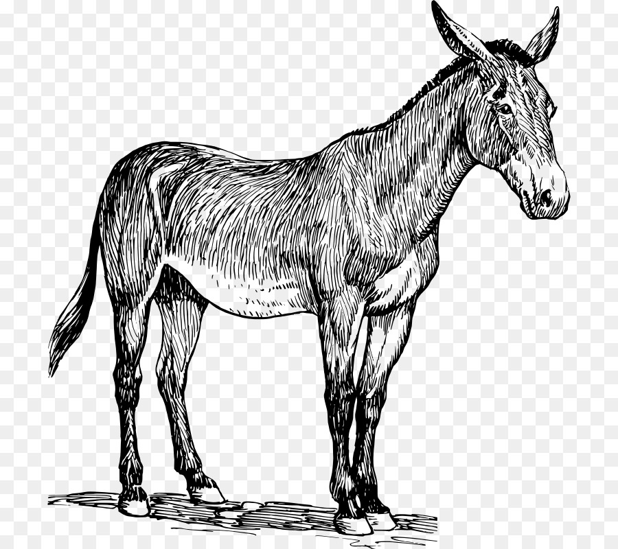 Burro，Granja PNG