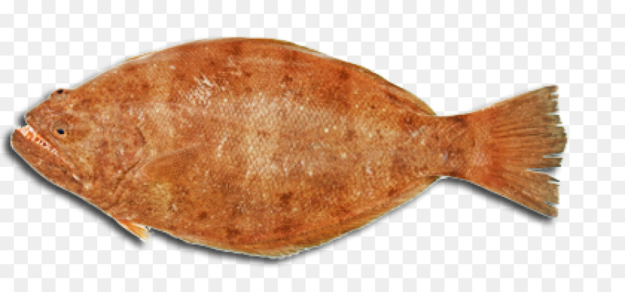 Suela，Halibut PNG