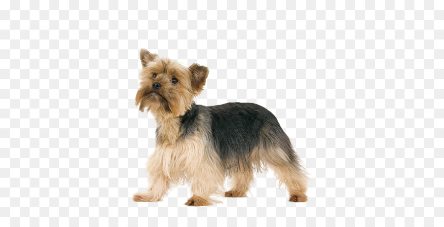 Perro Peludo，Mascota PNG